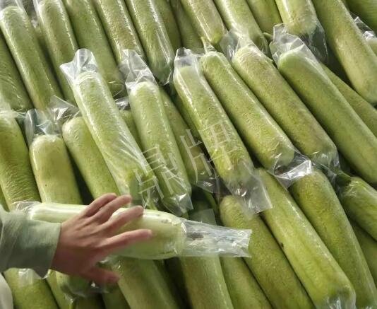 蔬菜種子種植戶客戶點評-這個絲瓜每畝能掙3萬，惠州客戶很滿意！