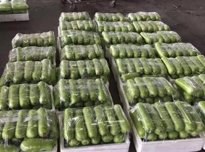 蔬菜種子種植戶客戶點評-上市早，價格好！我連續(xù)種了三年，滿意！