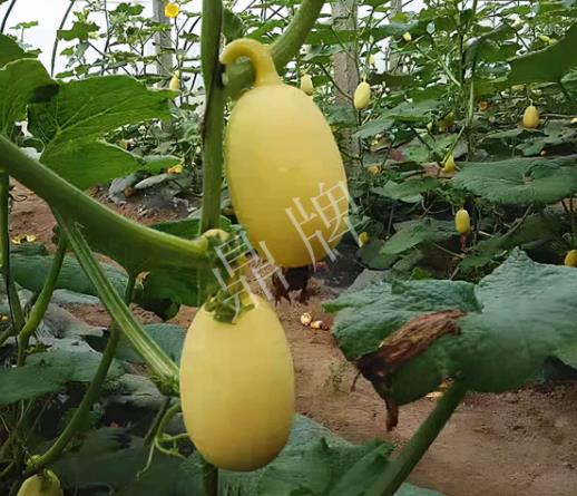 蔬菜種子種植戶客戶點評-上市了，14元/公斤。河南客戶發(fā)來…