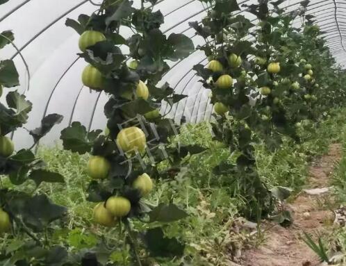 蔬菜種子種植戶客戶點評-我的乖乖，一株坐果15個，6元1斤，好賣得很！