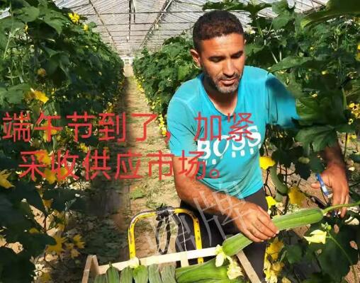 蔬菜種子種植戶客戶點評-羨慕！每公斤24元，“優(yōu)比1號”在法國的表現(xiàn)…