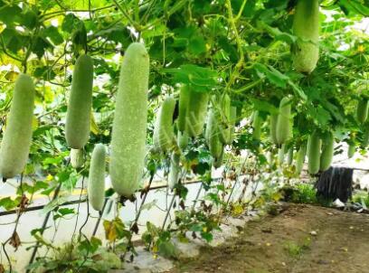 蔬菜種子種植戶客戶點評-我種的冬瓜，肉緊味甜，按個賣！