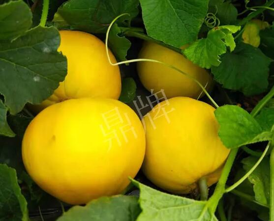 蔬菜種子種植戶客戶點評-純賺50萬，我這個“張大膽”榮光了一把！