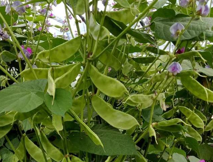 蔬菜種子種植戶客戶點(diǎn)評(píng)-一梭梭的，真是結(jié)坨了，“特早春”扁豆市斤批價(jià)達(dá)到10元