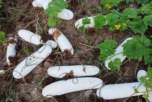 您種植過“堆堆瓜”嗎？看一看，地上全是瓜！一睹芳容