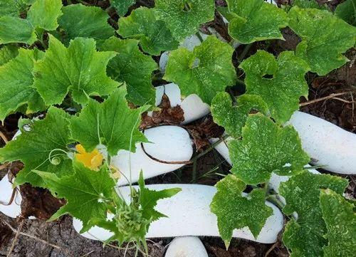 您種植過“堆堆瓜”嗎？看一看，地上全是瓜！一睹芳容