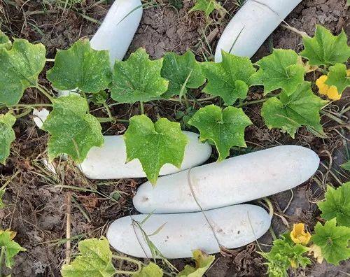 您種植過“堆堆瓜”嗎？看一看，地上全是瓜！一睹芳容