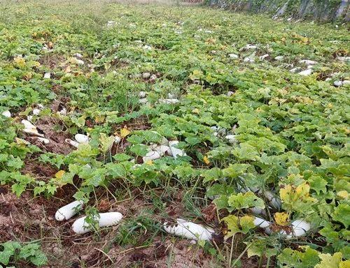 您種植過“堆堆瓜”嗎？看一看，地上全是瓜！一睹芳容