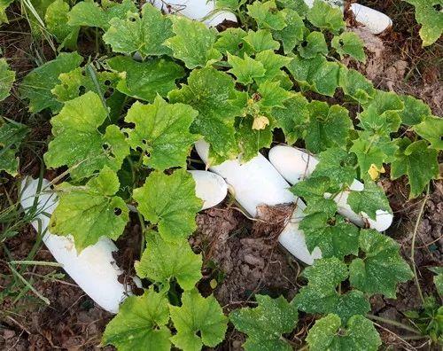 您種植過“堆堆瓜”嗎？看一看，地上全是瓜！一睹芳容