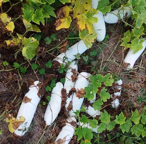 您種植過“堆堆瓜”嗎？看一看，地上全是瓜！一睹芳容