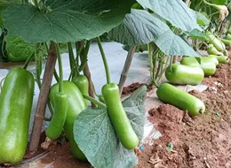 蔬菜種子種植戶客戶點(diǎn)評(píng)-浙江菜農(nóng)種植的鼎牌瓠瓜喜獲豐收，又賣上了好價(jià)錢!