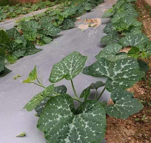 菜農(nóng)種植無需噴農(nóng)藥的蔬菜，不僅栽培簡單、而且效益高