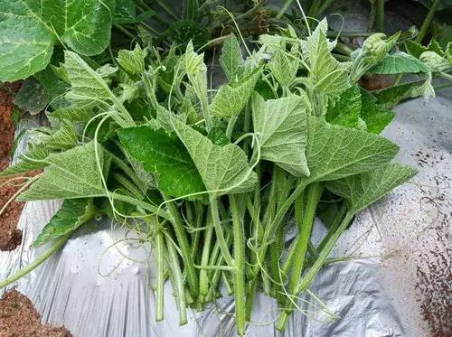 菜農(nóng)種植無需噴農(nóng)藥的蔬菜，不僅栽培簡單、而且效益高