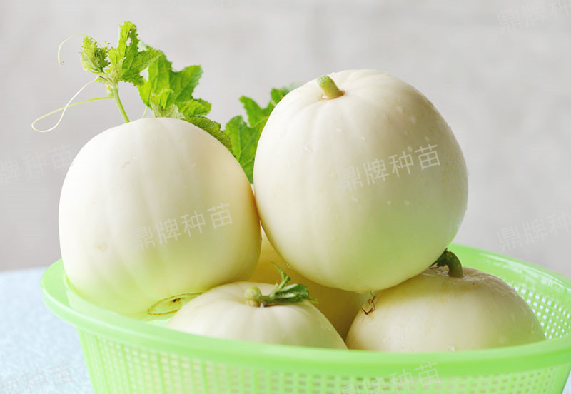 就這4個薄皮甜瓜，畝產(chǎn)萬斤很輕松，瓜果菜農(nóng)搶著種植