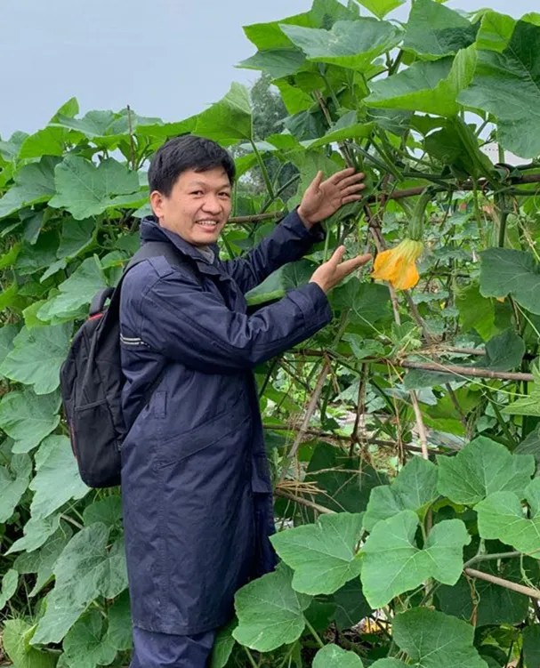 3元1斤的健美蜜本南瓜快成熟了，緬甸種植戶發(fā)來圖片與視頻
