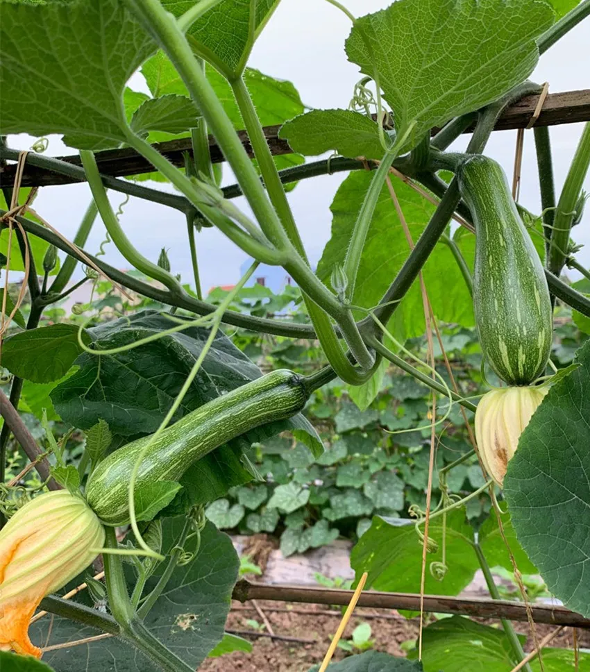 3元1斤的健美蜜本南瓜快成熟了，緬甸種植戶發(fā)來圖片與視頻