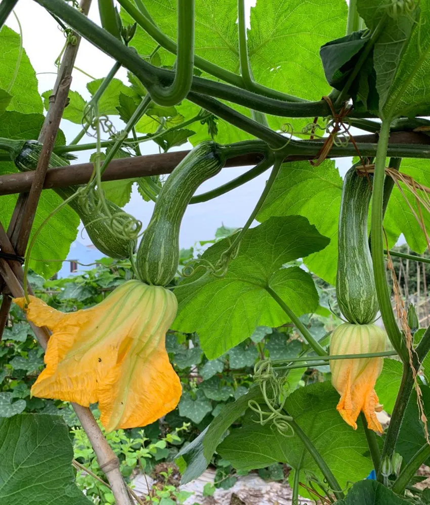 3元1斤的健美蜜本南瓜快成熟了，緬甸種植戶發(fā)來圖片與視頻