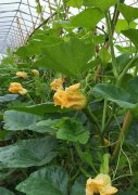 蔬菜種子種植戶客戶點(diǎn)評(píng)-在大棚內(nèi)栽培“健美蜜本”南瓜，怎么樣？看菜農(nóng)石昌斌發(fā)來(lái)的圖片