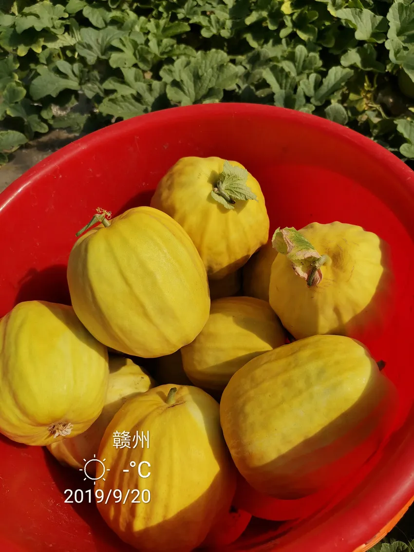 高溫季節(jié)種植甜瓜，什么品種最好？這個(gè)品種是秋季上市的專用品種