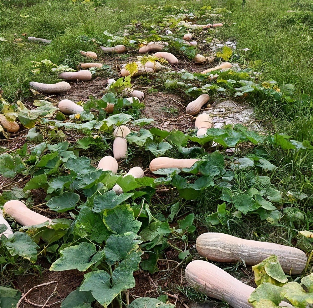 一位轉(zhuǎn)業(yè)后的特種兵，辦農(nóng)場種瓜菜，靠1個優(yōu)點，年賺200萬