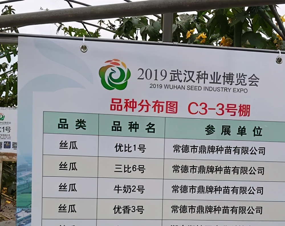 這個絲瓜畝產(chǎn)可達(dá)8000公斤，菜農(nóng)2021年致富的絲瓜品種