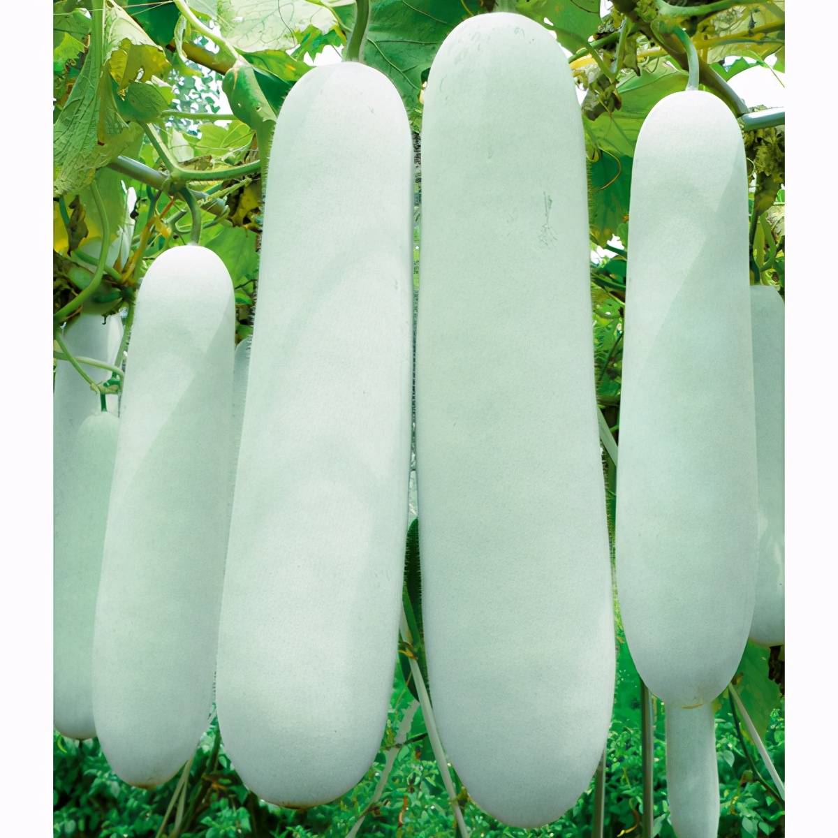 這個(gè)冬瓜品種放1年不壞，口感脆甜，多年科研就為打造這1個(gè)爆品