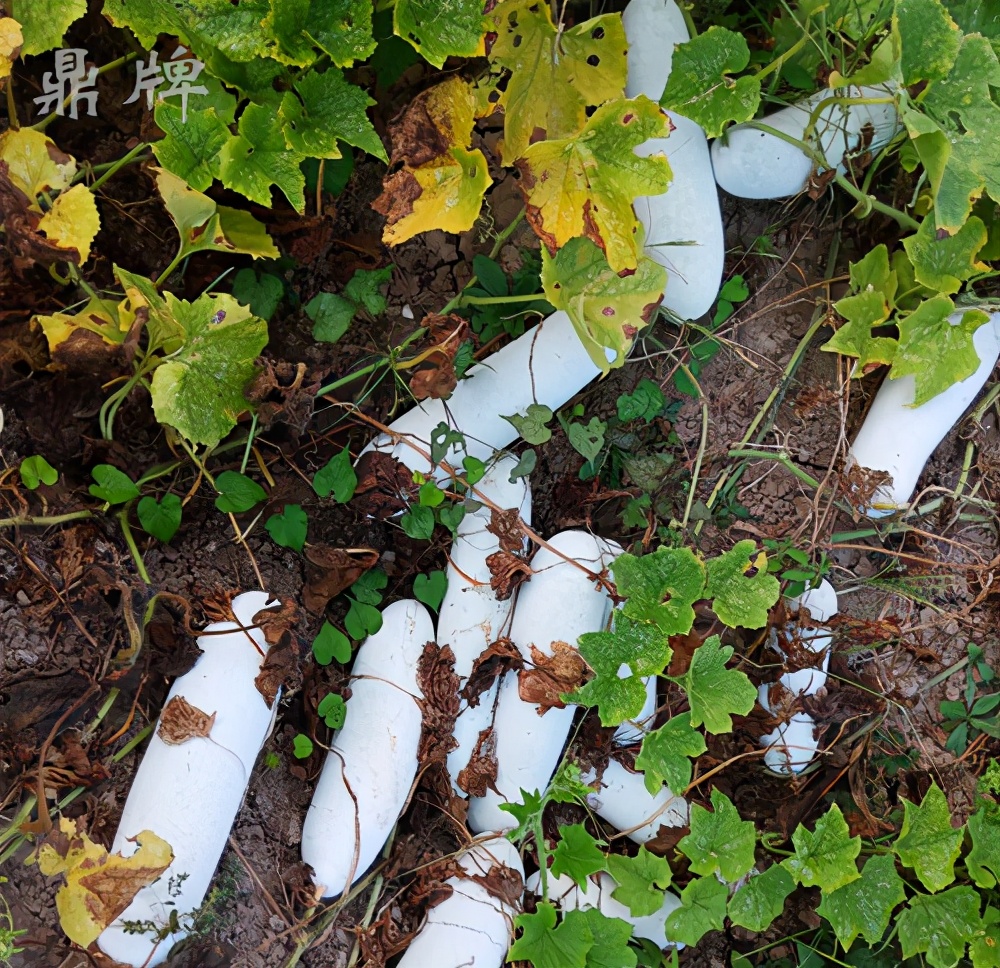這個(gè)冬瓜品種放1年不壞，口感脆甜，多年科研就為打造這1個(gè)爆品