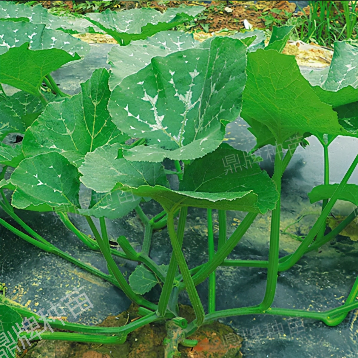 種這種綠葉菜，栽培輕松，畝產(chǎn)值過萬元，菜農(nóng)表示很劃算
