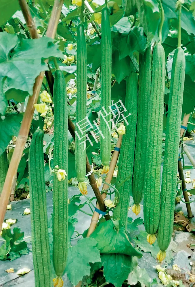 它是絲瓜種植戶的新選擇，節(jié)節(jié)有瓜，瓜長而不彎曲