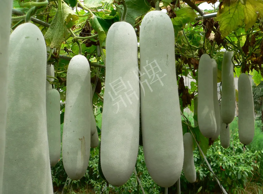 這個(gè)品種太優(yōu)秀了！耐儲(chǔ)耐運(yùn)，適合大面積種植，菜農(nóng)瓜販都喜歡