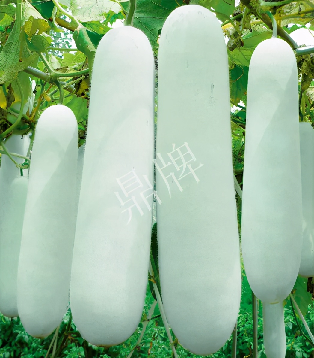 這個(gè)品種太優(yōu)秀了！耐儲(chǔ)耐運(yùn)，適合大面積種植，菜農(nóng)瓜販都喜歡