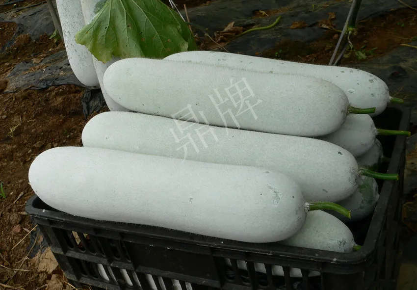 這個(gè)品種太優(yōu)秀了！耐儲(chǔ)耐運(yùn)，適合大面積種植，菜農(nóng)瓜販都喜歡