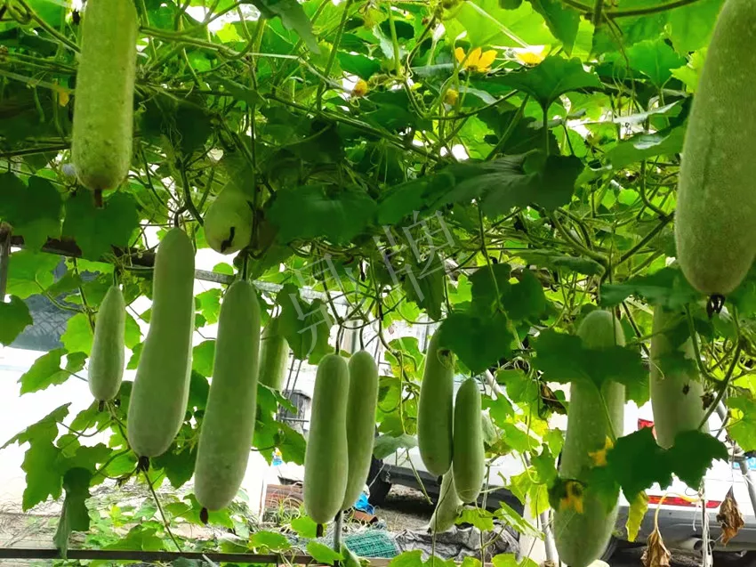什么品種的冬瓜按個(gè)買？?jī)r(jià)格是同期黑皮冬瓜五倍