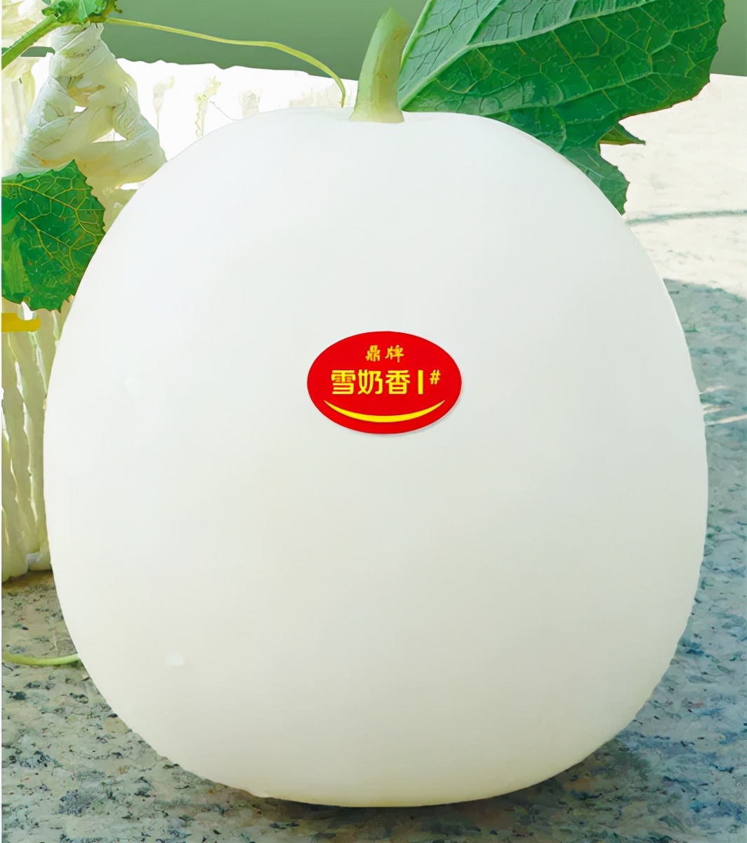 河南焦作的李向林今年種植甜瓜新品種，客戶直接拉貨走人