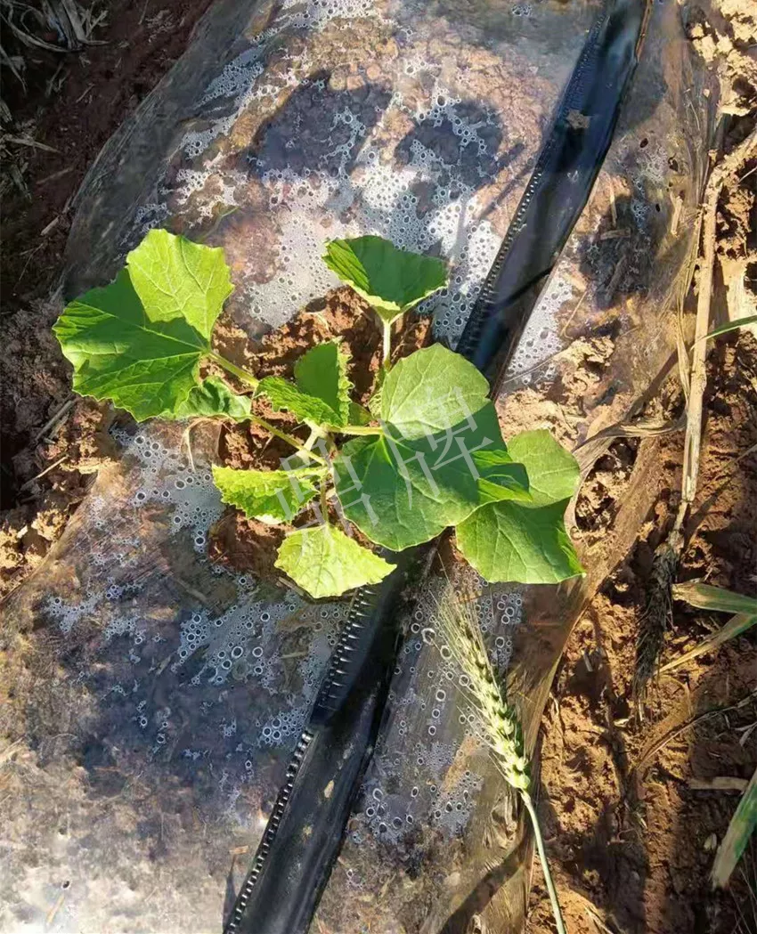 河南焦作的李向林今年種植甜瓜新品種，客戶直接拉貨走人