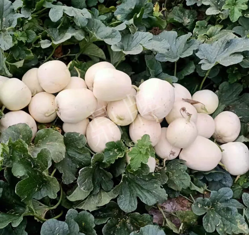 河南焦作的李向林今年種植甜瓜新品種，客戶直接拉貨走人