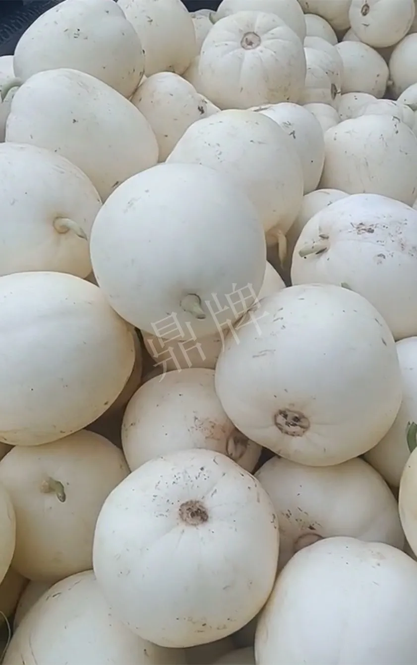 河南焦作的李向林今年種植甜瓜新品種，客戶直接拉貨走人