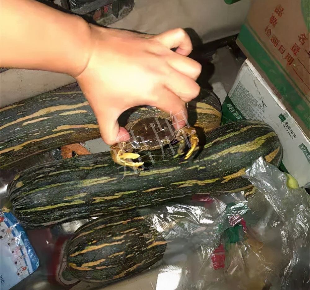 四川農(nóng)戶今年種“健美蜜本”南瓜產(chǎn)量高，品質(zhì)好，感覺巴適得很