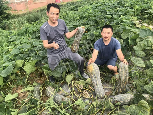 四川農(nóng)戶今年種“健美蜜本”南瓜產(chǎn)量高，品質(zhì)好，感覺巴適得很