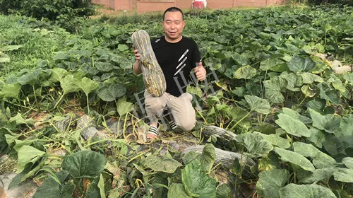 四川農(nóng)戶今年種“健美蜜本”南瓜產(chǎn)量高，品質(zhì)好，感覺巴適得很