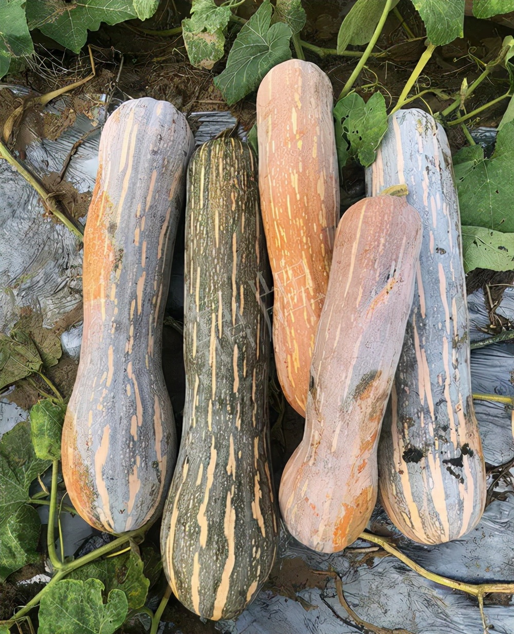 四川農(nóng)戶今年種“健美蜜本”南瓜產(chǎn)量高，品質(zhì)好，感覺巴適得很