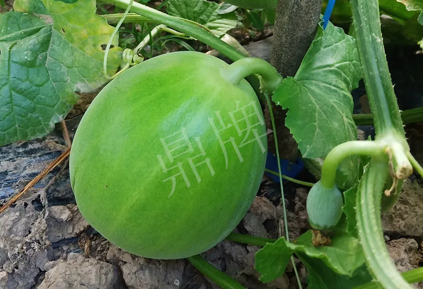 婁底瓜農(nóng)純賺50萬，我這個“張大膽”榮光了一把