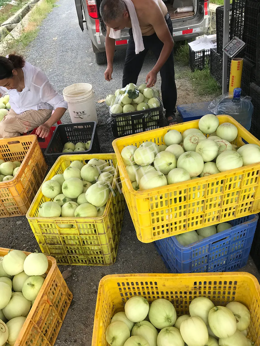 郴州農(nóng)戶種植新品種，果實又香又甜，很好賣
