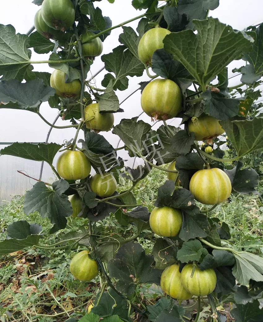 一株坐果15個(gè)，6元1斤，好賣得很