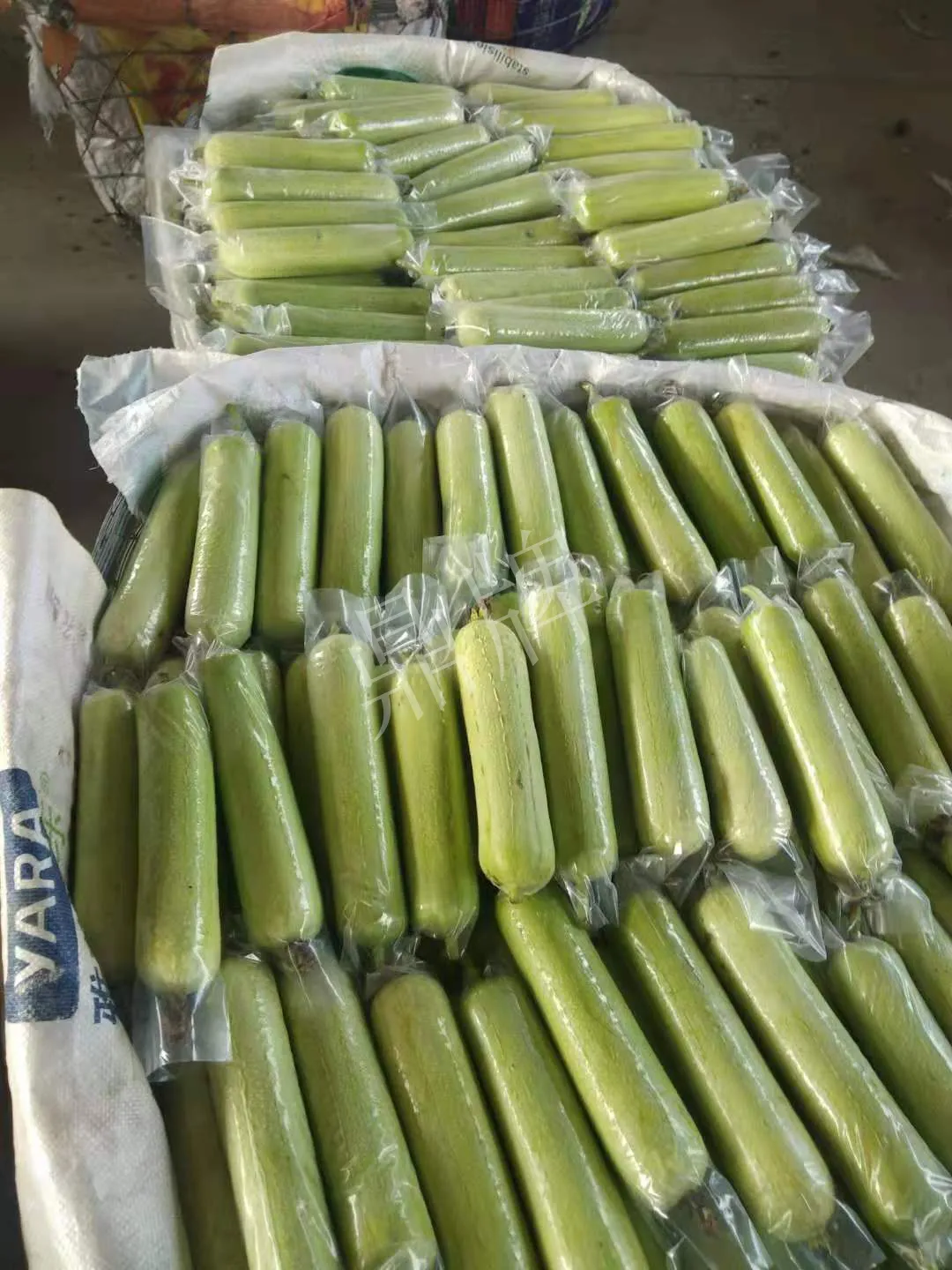 這個(gè)絲瓜每畝能掙3萬，沒種植的農(nóng)戶后悔得拍大腿