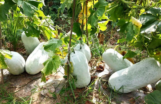 蔬菜種子種植戶客戶點(diǎn)評-驚訝！炎炎烈日下，小孩大聲喊：“大雪球！大雪球……”怎樣一回事？