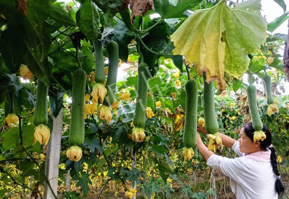 蔬菜種子種植戶客戶點(diǎn)評-8月，持續(xù)高溫下，這種絲瓜少見，少見！