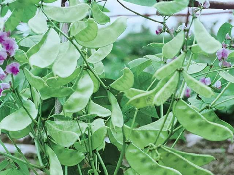 蔬菜種子種植戶客戶點(diǎn)評-鼎牌幫我度難關(guān)，決心助我大豐收！