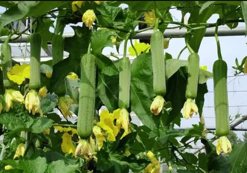 蔬菜種子種植戶客戶點(diǎn)評-每畝收入2萬元！這個絲瓜品種大受歡迎！