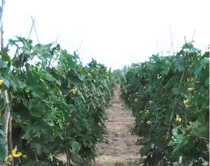 蔬菜種子種植戶客戶點(diǎn)評-種植這個品種，獲得高收入，老婆的功勞最大